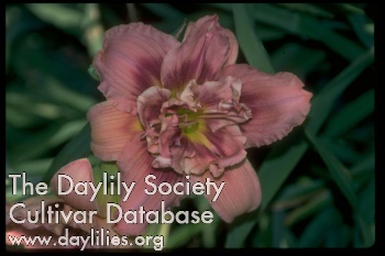 Daylily Topguns Double Dribble